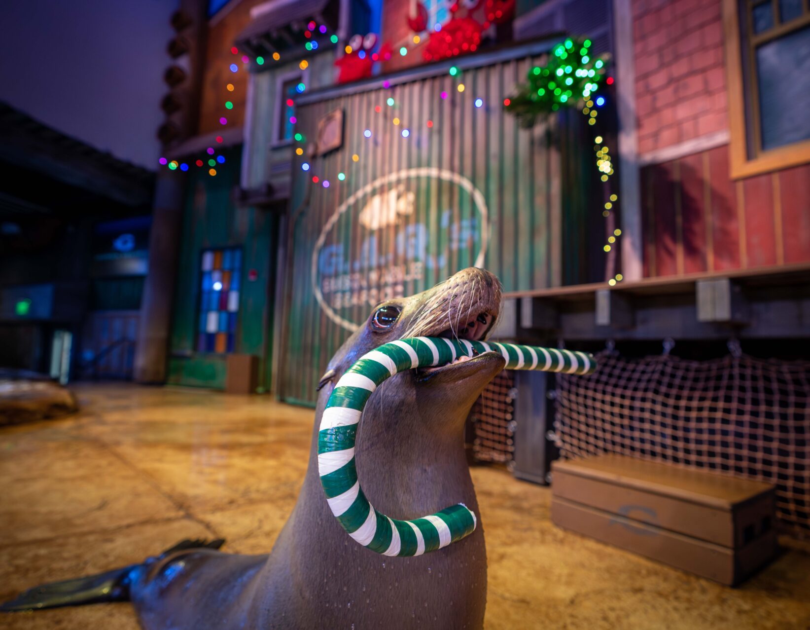 Dsc02833 Enhanced Nr