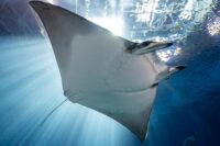 Georgia Aquarium