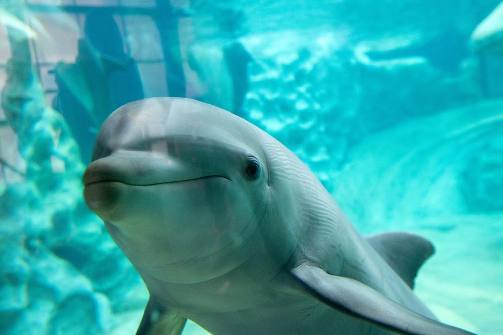Georgia Aquarium Dolphin Georgia Aquarium Dolphin