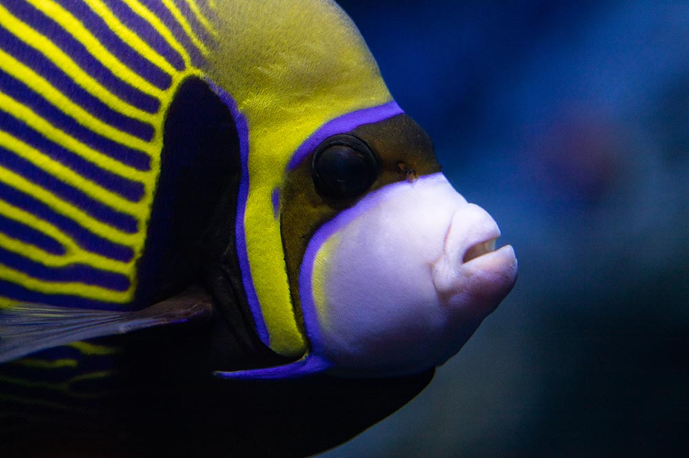 Georgia Aquarium Emperor Angelfish