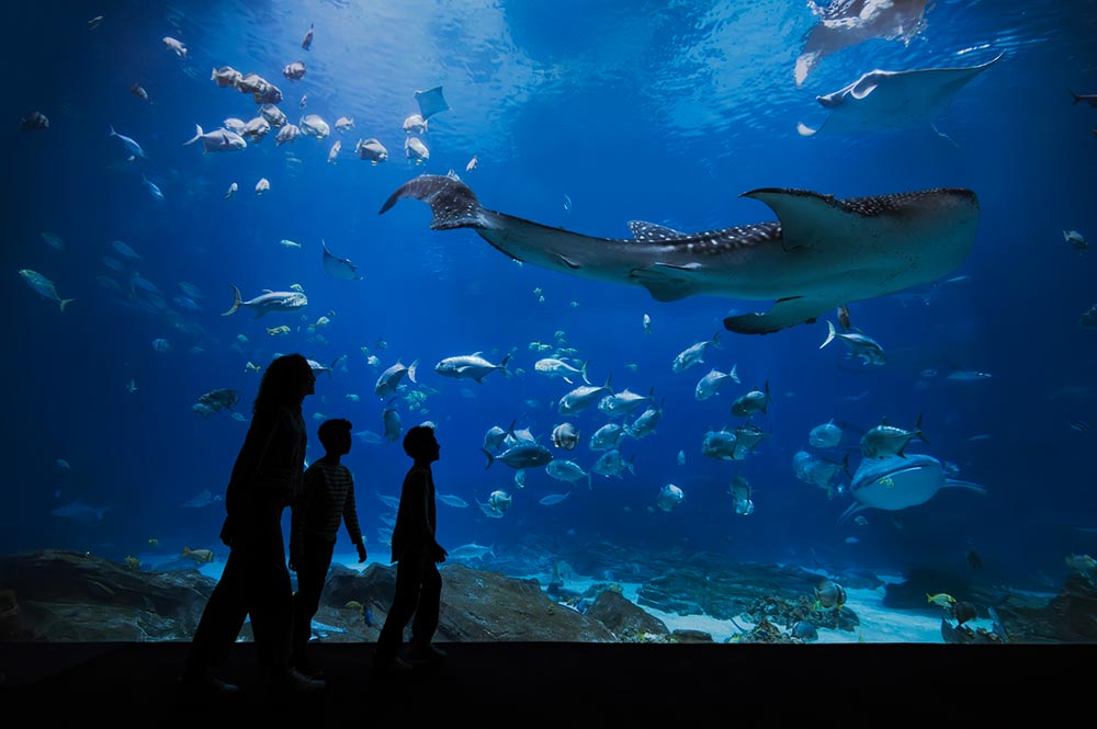 Georgia Aquarium Ocean Voyager
