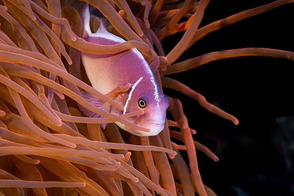 Georgia Aquarium Pink Skunk Clown Fish