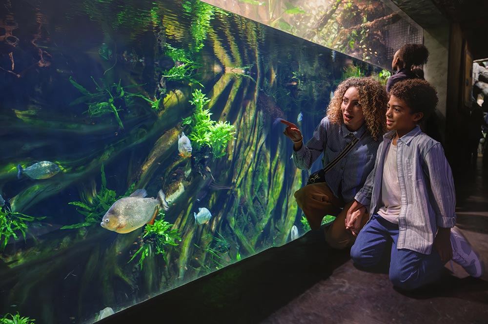Georgia Aquarium River Scout