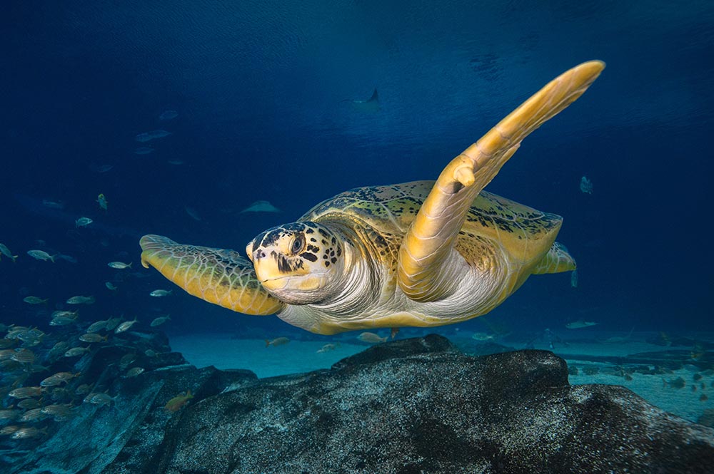 Georgia Aquarium Sea Turtle