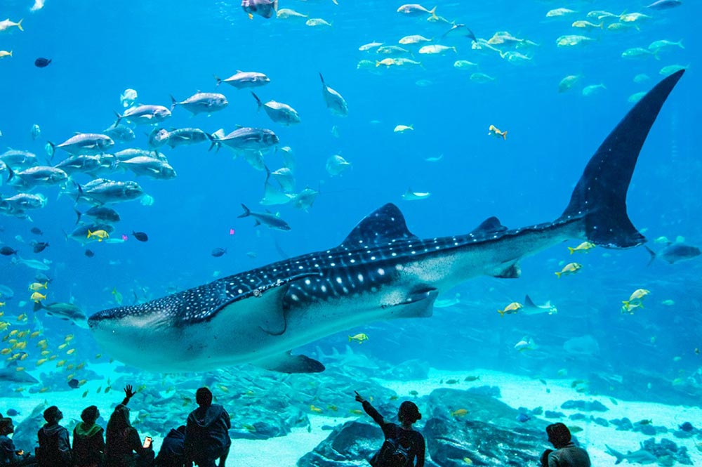 Hilton Atlanta Offer Georgia Aquarium Package