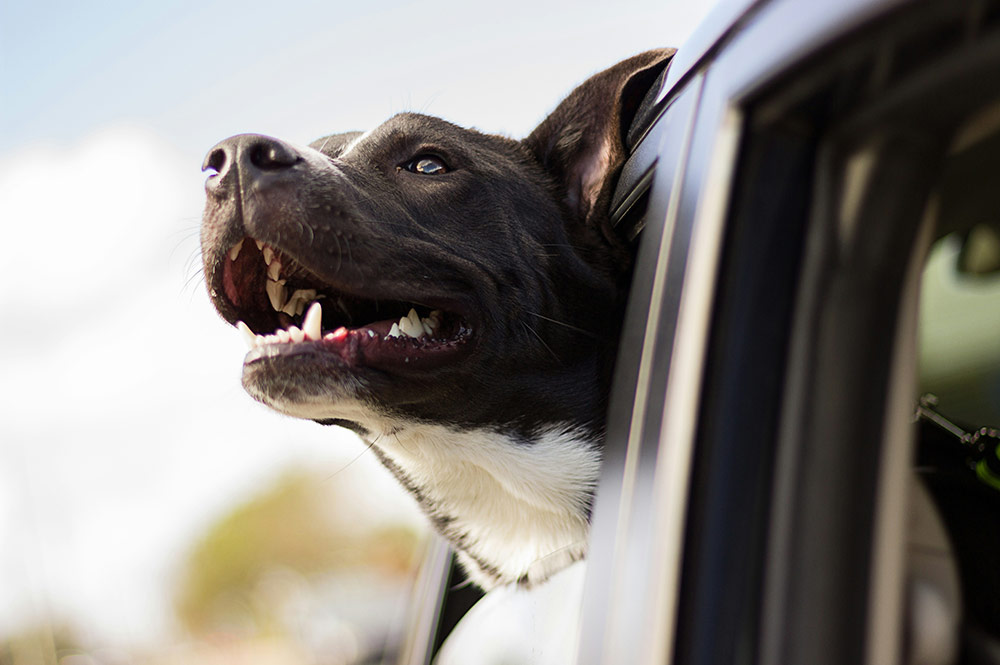 Hilton Atlanta Pet-friendly Hotel Hilton Atlanta Pet-friendly Hotel
